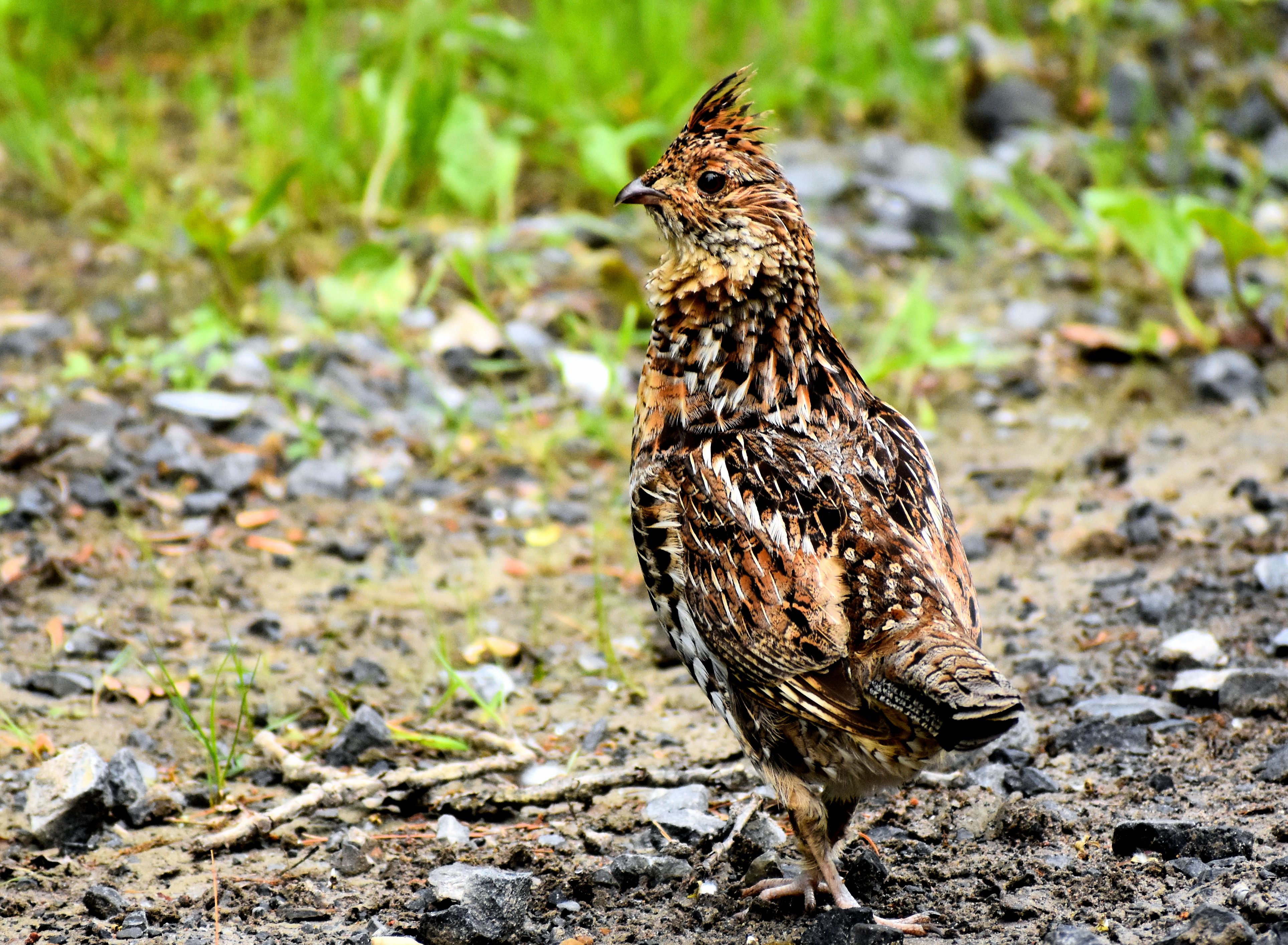Grouse Ruffle Ruffled grouse – S.H. Livernois